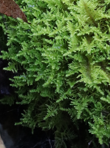 Thuidiopsis sparsa (Sparse Fern Moss) (alternate view 4)