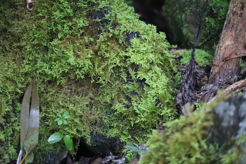 Thuidiopsis sparsa (Sparse Fern Moss) (alternate view 5)