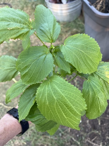 Acalypha persimilis (hornbeam copperleaf) (alternate view 9)