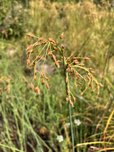 Schoenoplectus tabernaemontani (Soft-stem Bullrush) (alternate view 8)