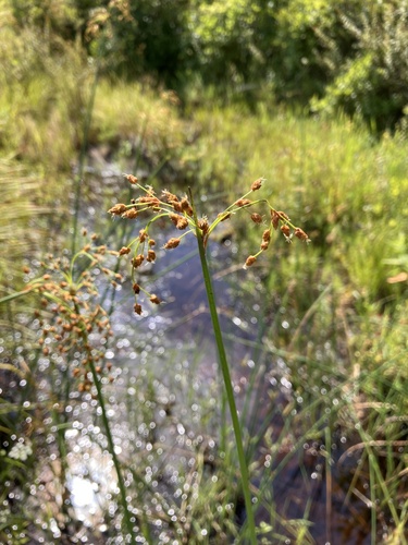 Schoenoplectus tabernaemontani (Soft-stem Bullrush) (alternate view 9)