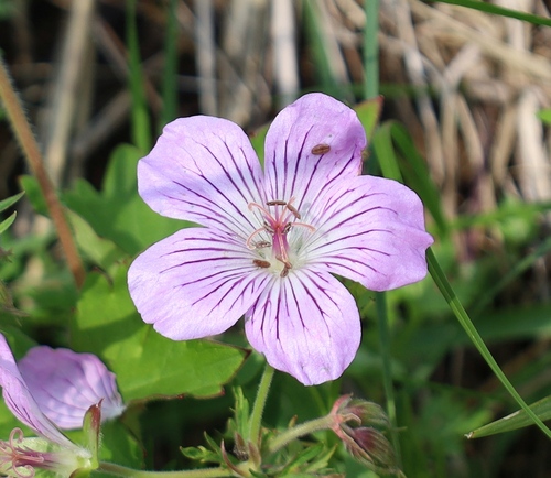 Geranium wlassovianum (Wlassov's Geranium) (alternate view 4)