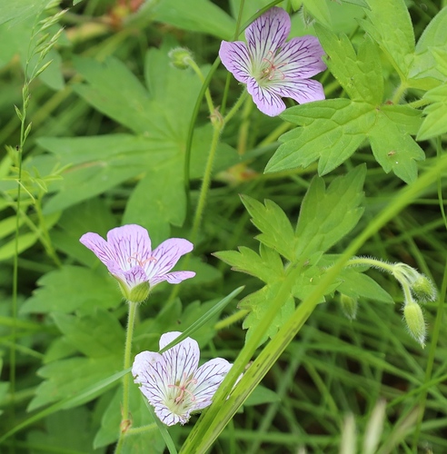 Geranium wlassovianum (Wlassov's Geranium) (alternate view 5)