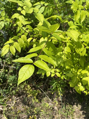 Zanthoxylum americanum (northern prickly ash)
