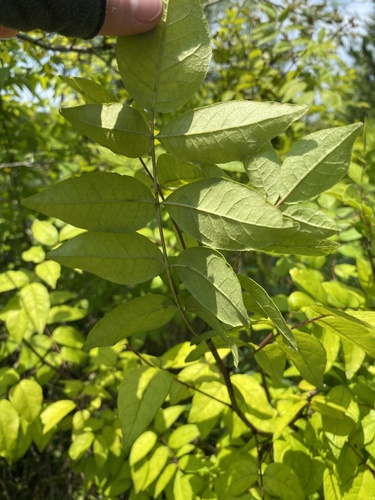 Zanthoxylum americanum (northern prickly ash) (alternate view 2)