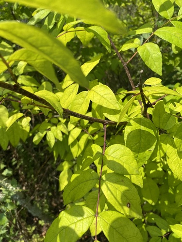 Zanthoxylum americanum (northern prickly ash) (alternate view 3)