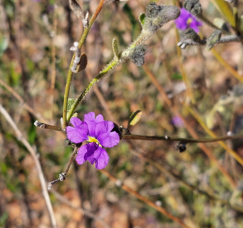 Dampiera purpurea (Purple Dampiera)