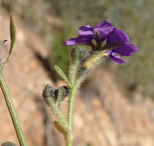 Dampiera purpurea (Purple Dampiera) (alternate view 2)