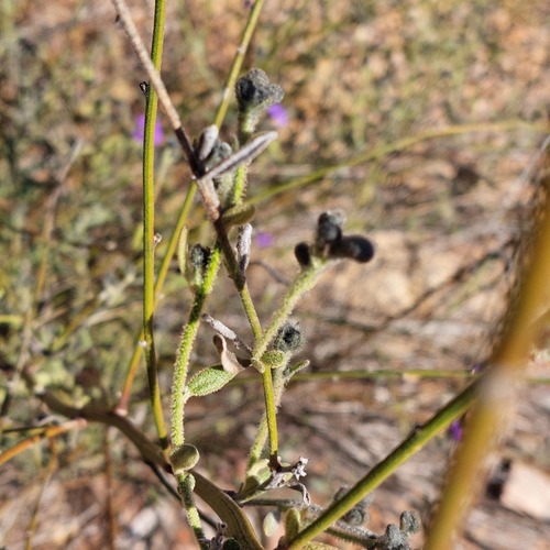 Dampiera purpurea (Purple Dampiera) (alternate view 3)