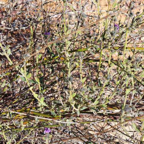 Dampiera purpurea (Purple Dampiera) (alternate view 4)