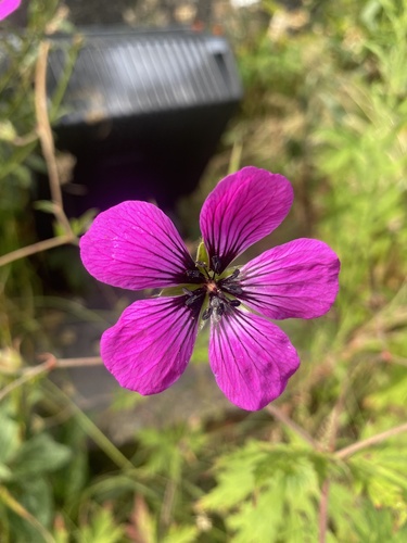 Geranium psilostemon (magenta cranesbill) (alternate view 7)