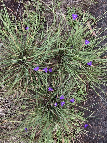 Patersonia fragilis (Short Purple-flag) (alternate view 10)