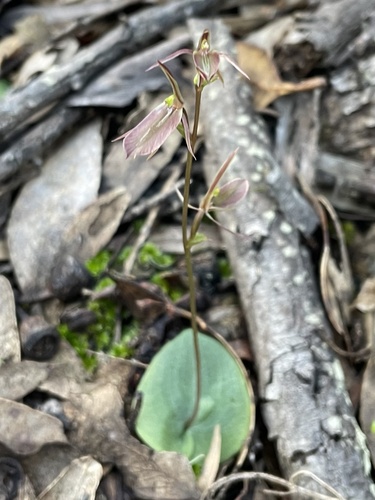 Cyrtostylis robusta (large gnat-orchid) (alternate view 4)