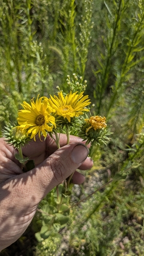 Grindelia ciliata (Spanish Gold) (alternate view 3)