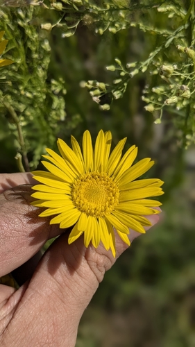 Grindelia ciliata (Spanish Gold) (alternate view 5)