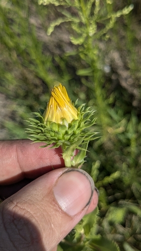 Grindelia ciliata (Spanish Gold) (alternate view 6)