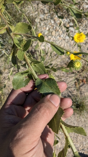 Grindelia ciliata (Spanish Gold) (alternate view 7)
