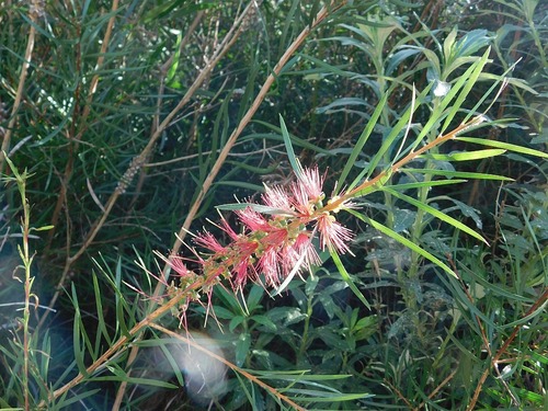Melaleuca linearis (Narrow-leaved Bottlebrush)
