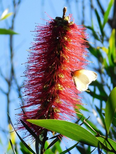 Melaleuca linearis (Narrow-leaved Bottlebrush) (alternate view 2)