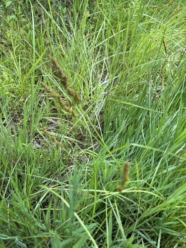 Carex vulpinoidea (Fox Sedge)