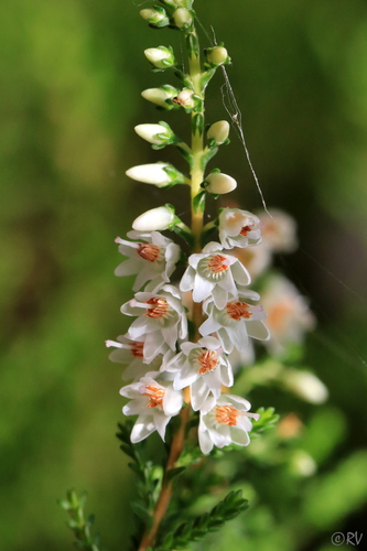 Calluna vulgaris (Scotch Heather) (alternate view 5)