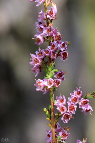 Calluna vulgaris (Scotch Heather) (alternate view 6)