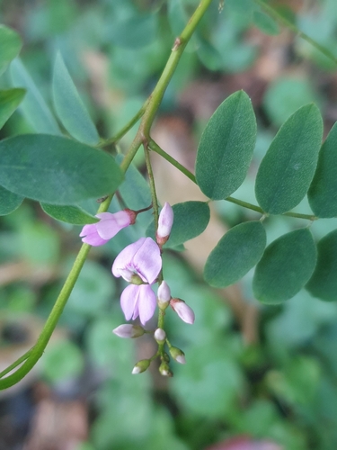 Indigofera australis (Australian Indigo) (alternate view 9)