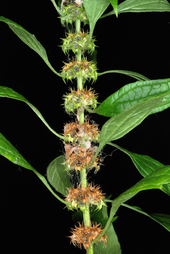 Leonurus cardiaca (common motherwort)