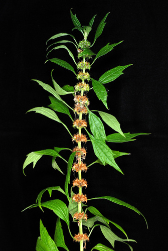 Leonurus cardiaca (common motherwort)