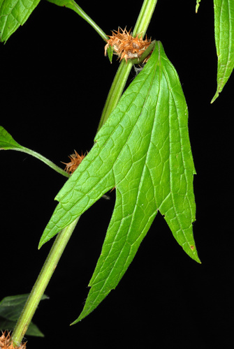Leonurus cardiaca (common motherwort)
