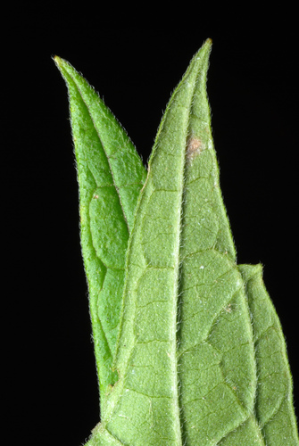 Leonurus cardiaca (common motherwort)