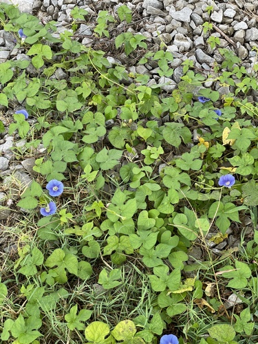 Ipomoea hederacea (ivy-leaved morning-glory)