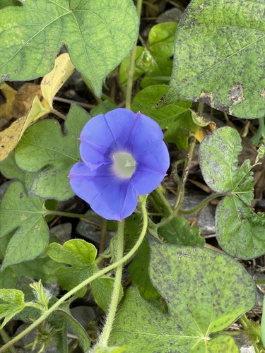 Ipomoea hederacea (ivy-leaved morning-glory) (alternate view 2)