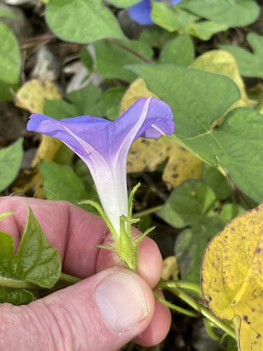 Ipomoea hederacea (ivy-leaved morning-glory) (alternate view 3)