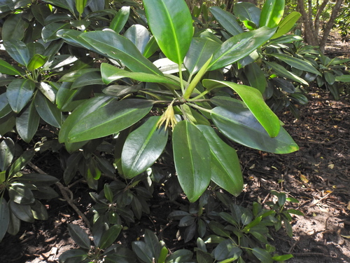 Bruguiera gymnorhiza (orange mangrove)
