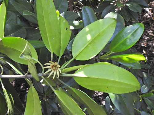 Bruguiera gymnorhiza (orange mangrove) (alternate view 2)