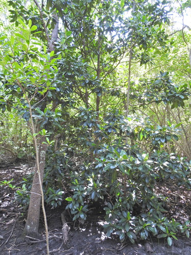 Bruguiera gymnorhiza (orange mangrove) (alternate view 3)