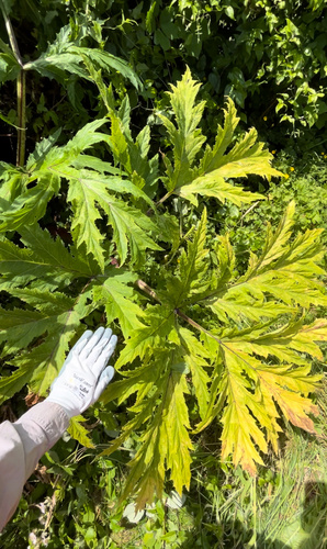 Heracleum mantegazzianum (giant hogweed) (alternate view 3)