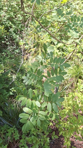 Sorbus sitchensis (Sitka Mountain Ash) (alternate view 2)