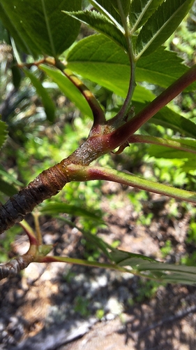 Sorbus sitchensis (Sitka Mountain Ash) (alternate view 3)