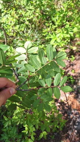 Sorbus sitchensis (Sitka Mountain Ash) (alternate view 4)