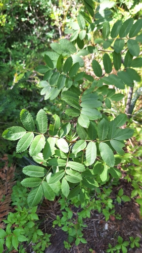 Sorbus sitchensis (Sitka Mountain Ash) (alternate view 5)