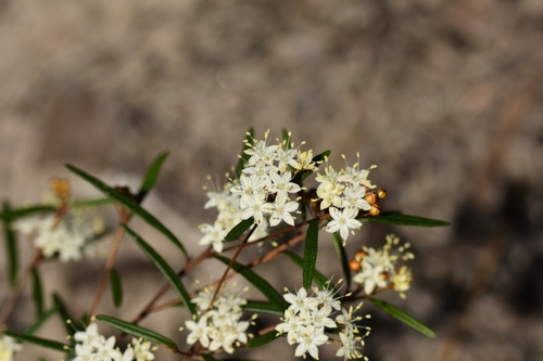 Phebalium squamulosum (scaly phebalium) (alternate view 9)