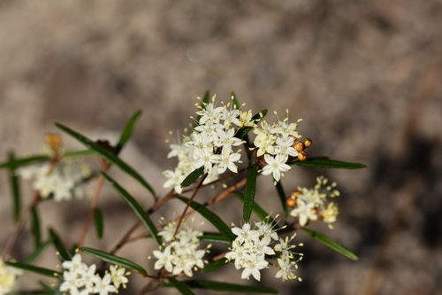 Phebalium squamulosum (scaly phebalium) (alternate view 10)