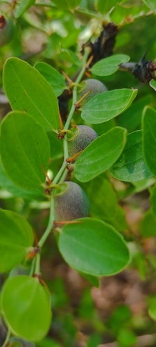 Ziziphus (Jujubes) (alternate view 6)