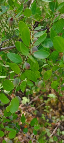 Ziziphus (Jujubes) (alternate view 7)