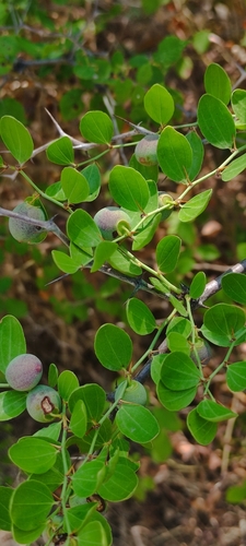 Ziziphus (Jujubes) (alternate view 8)