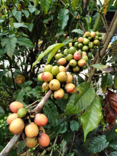 Coffea (Coffees) (alternate view 5)