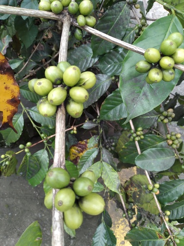Coffea (Coffees) (alternate view 6)