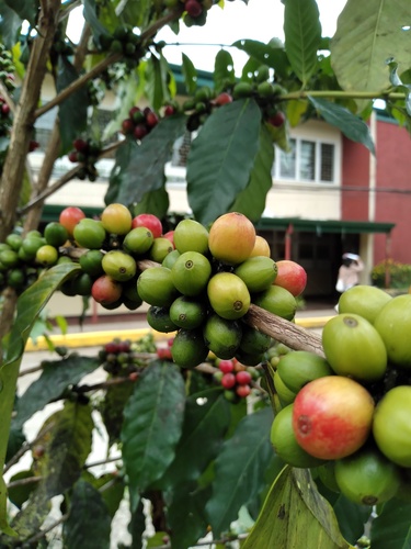 Coffea (Coffees) (alternate view 8)